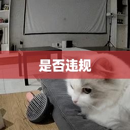 深度解析与探讨，抖音养猫行为是否违规？  第1张