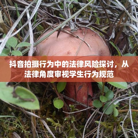 抖音拍摄行为中的法律风险探讨，从法律角度审视学生行为规范