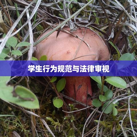 抖音拍摄行为中的法律风险探讨，从法律角度审视学生行为规范