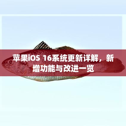 苹果iOS 16系统更新详解，新增功能与改进一览