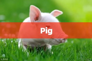Pig是什么意思