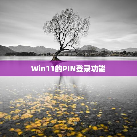 如何关闭Win11的PIN登录功能