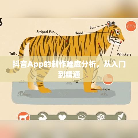 抖音App的制作难度分析，从入门到精通