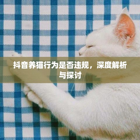 抖音养猫行为是否违规，深度解析与探讨  第1张
