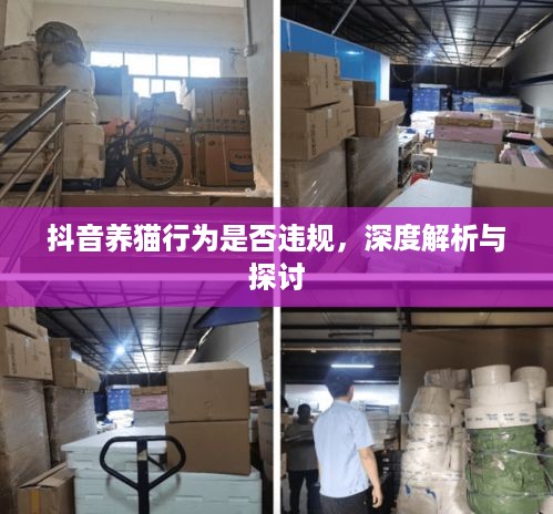 抖音养猫行为是否违规，深度解析与探讨  第1张