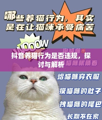 抖音养猫行为是否违规，探讨与解析  第1张