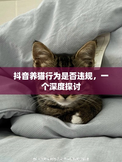 抖音养猫行为是否违规，一个深度探讨  第1张