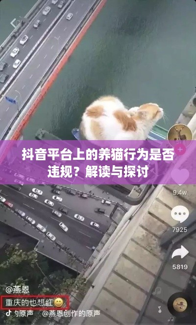 抖音平台上的养猫行为是否违规？解读与探讨  第1张