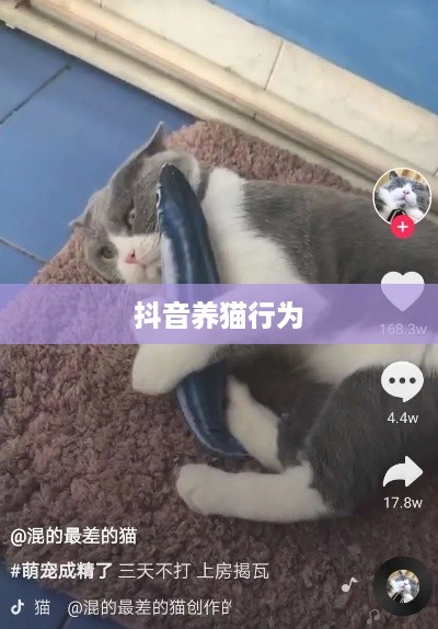 抖音养猫行为是否违规，深度解析与探讨  第1张