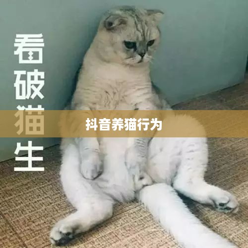 抖音养猫行为是否违规的探讨  第1张