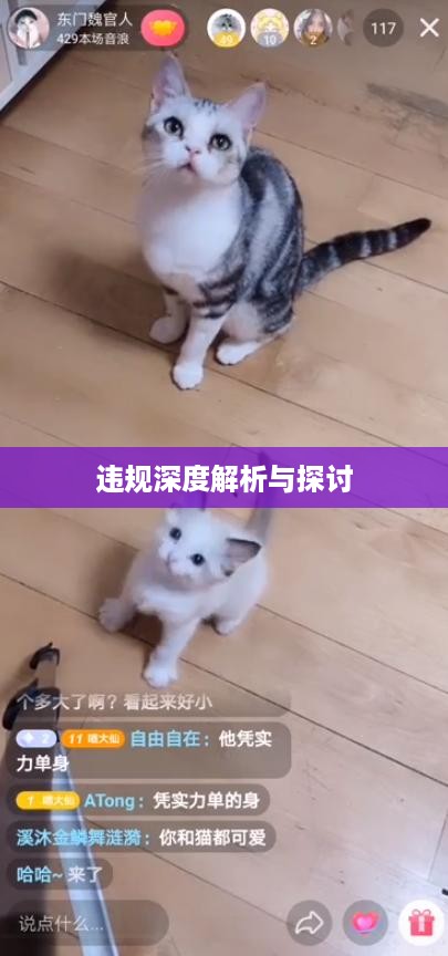 抖音养猫行为是否违规，深度解析与探讨  第1张