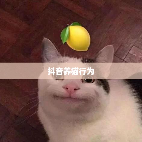 抖音养猫行为违规与否的探讨  第1张
