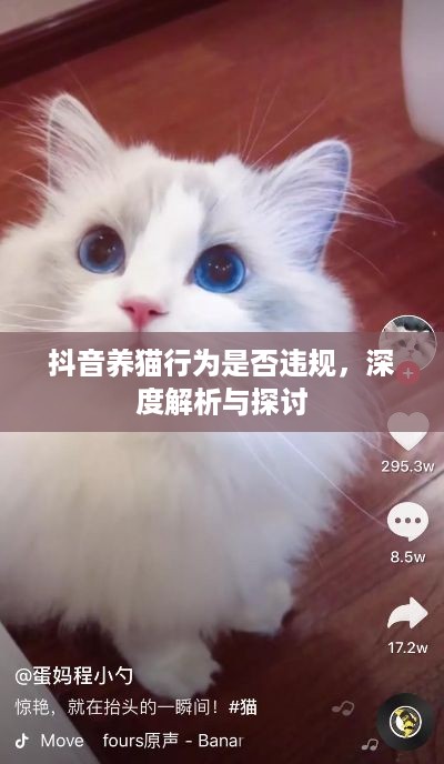 抖音养猫行为是否违规，深度解析与探讨  第1张