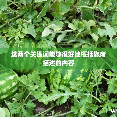西瓜视频与抖音的同步策略，能否同步两个抖音与西瓜视频？