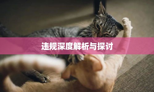 抖音养猫行为是否违规，深度解析与探讨  第1张