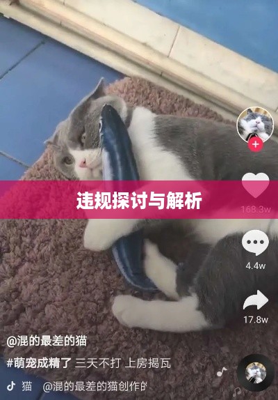 抖音养猫行为是否违规，探讨与解析  第1张