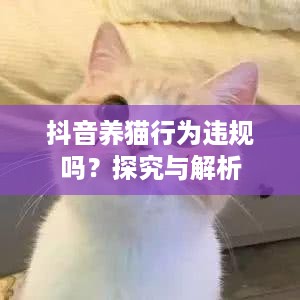 抖音养猫行为违规吗？探究与解析