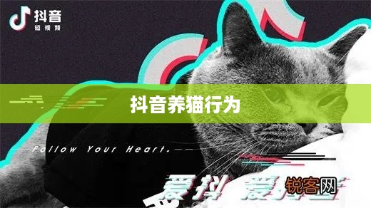 荣耀手环zero用什么app