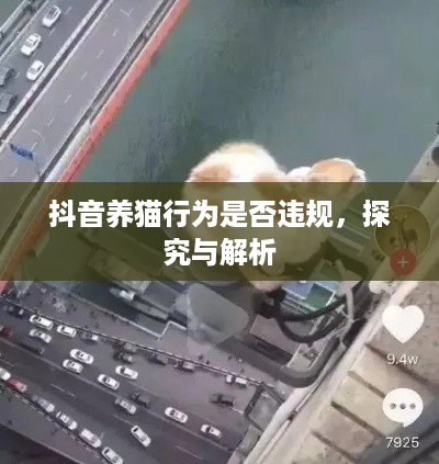 抖音养猫行为是否违规，探究与解析