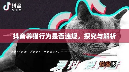 抖音养猫行为是否违规，探究与解析