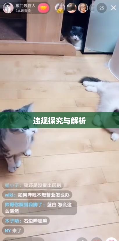 抖音养猫行为是否违规，探究与解析