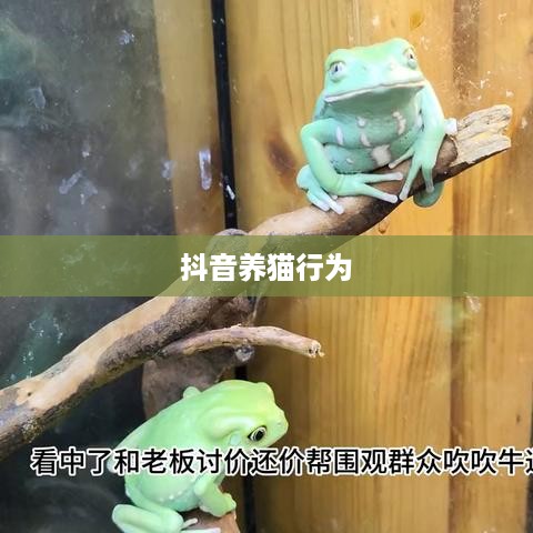 抖音养猫行为是否违规，深度解析与探讨