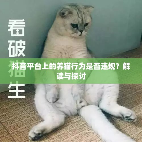 抖音平台上的养猫行为是否违规？解读与探讨