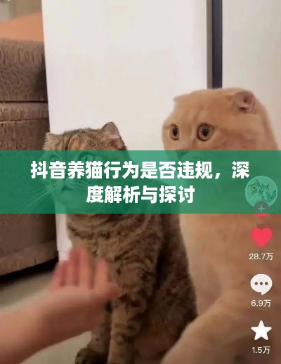 抖音养猫行为是否违规，深度解析与探讨