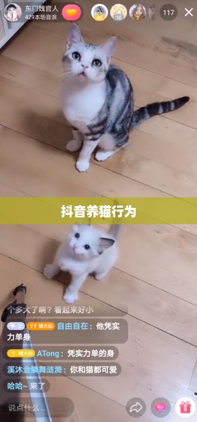 抖音养猫行为是否违规，深度解析与探讨