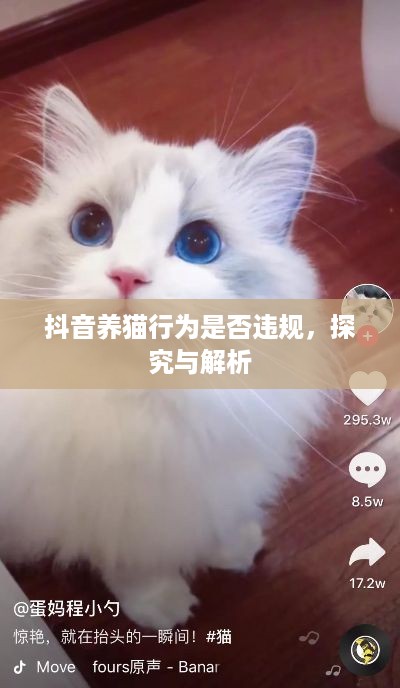 抖音养猫行为是否违规，探究与解析