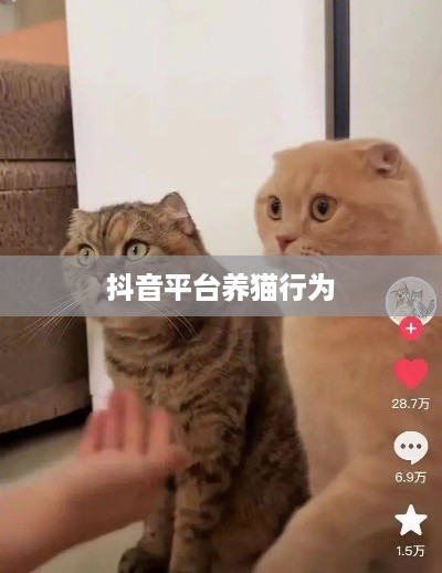 抖音平台上的养猫行为是否违规？解读相关争议与规范
