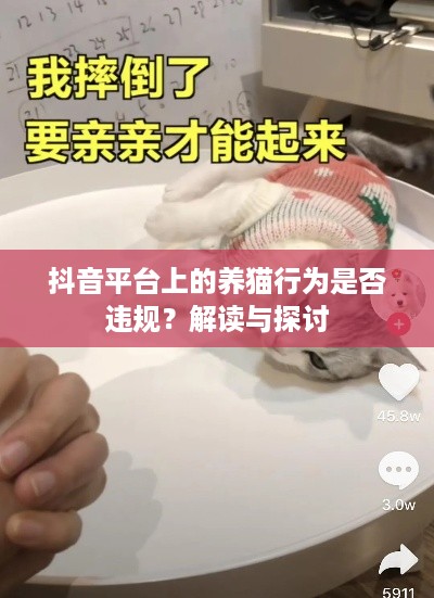 抖音平台上的养猫行为是否违规？解读与探讨