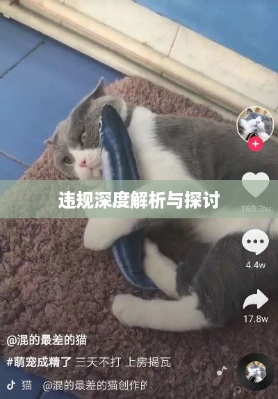 抖音养猫行为是否违规，深度解析与探讨