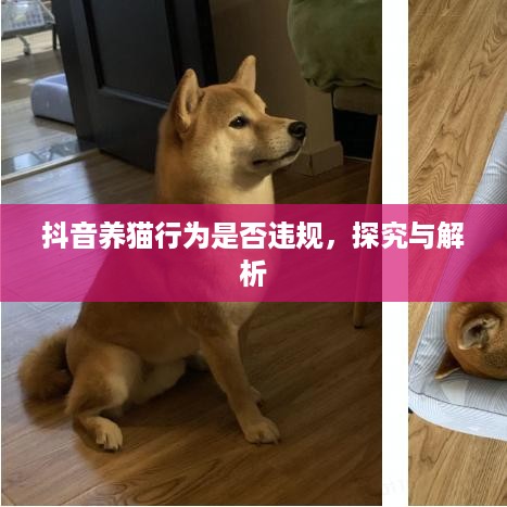 抖音养猫行为是否违规，探究与解析