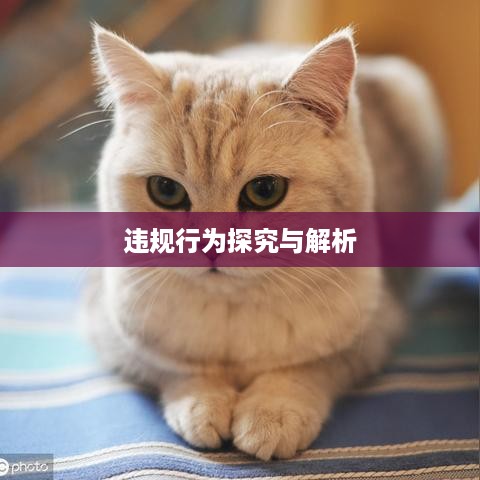 抖音养猫行为违规吗？探究与解析