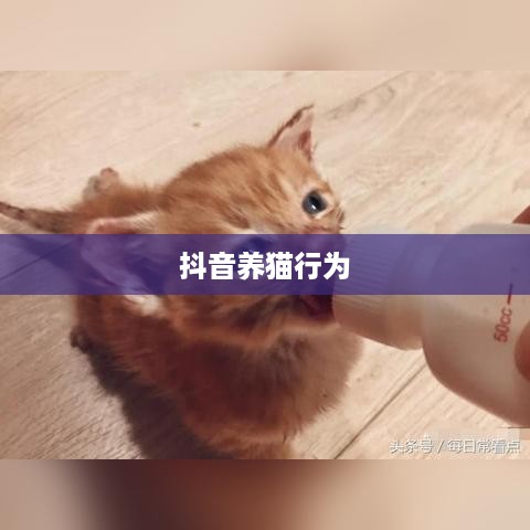 抖音养猫行为是否违规，探讨与解析