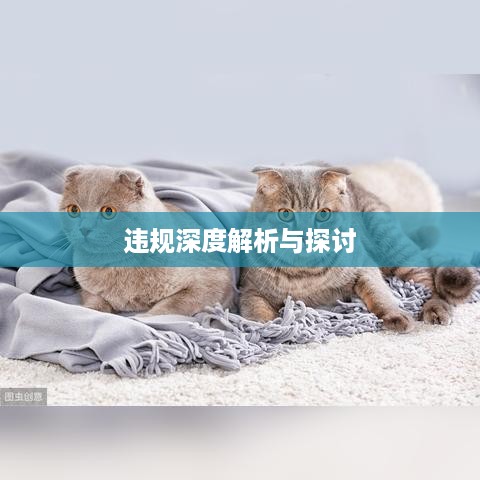 抖音养猫行为是否违规，深度解析与探讨
