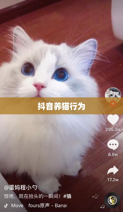 抖音养猫行为是否违规，深度探讨与理解