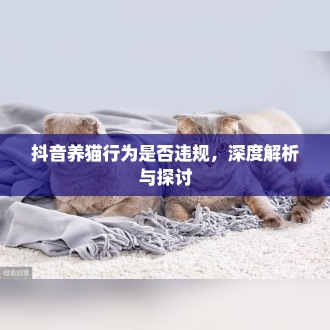 抖音养猫行为是否违规，深度解析与探讨