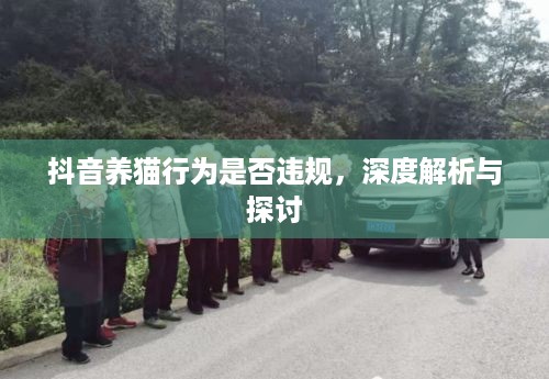 抖音养猫行为是否违规，深度解析与探讨