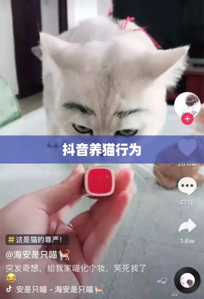 抖音养猫行为是否违规，探究与反思