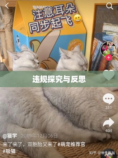 抖音养猫行为是否违规，探究与反思