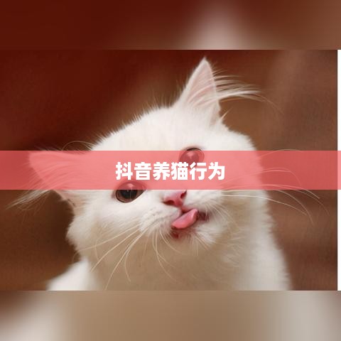 抖音养猫行为是否违规，深度解析与探讨