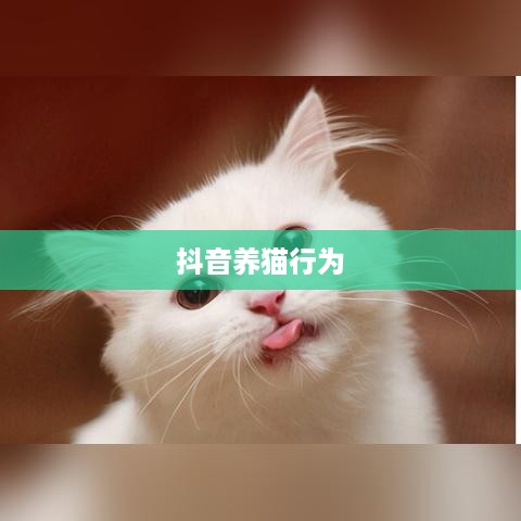 抖音养猫行为是否违规，深度解析与探讨
