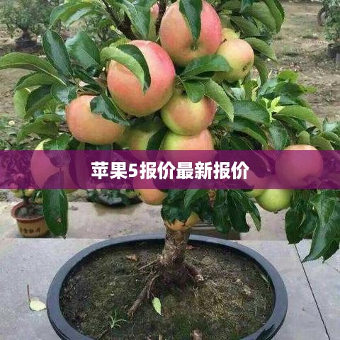 苹果5报价最新报价