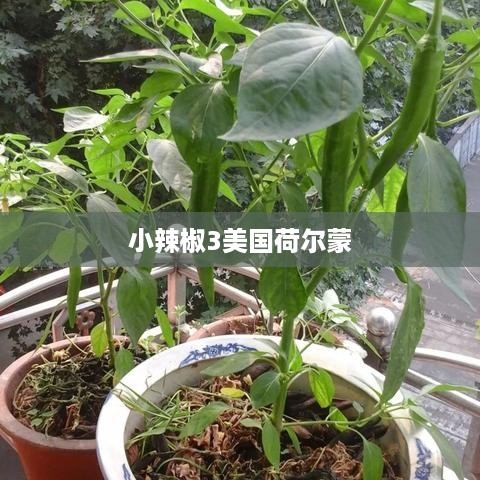 小辣椒3美国荷尔蒙