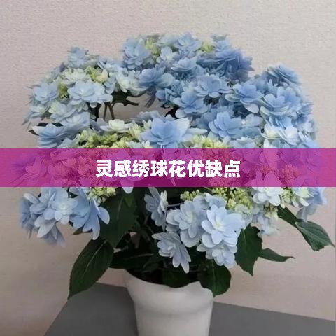 灵感绣球花优缺点