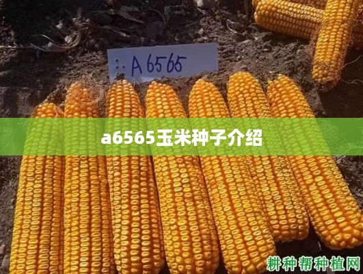 a6565玉米种子介绍