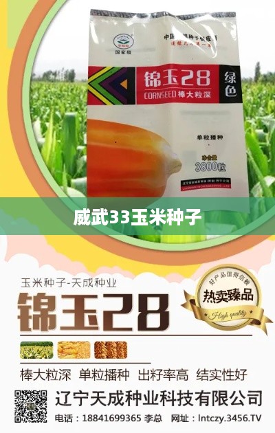 威武33玉米种子