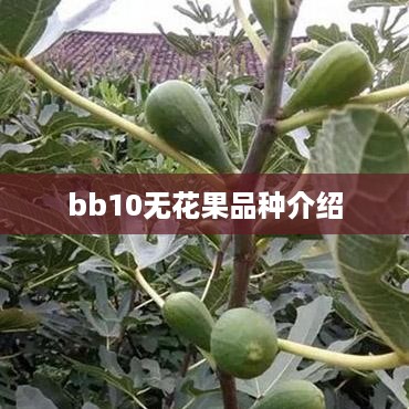 bb10无花果品种介绍